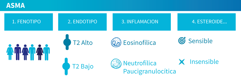 Esquema características tipo de inflamación en asma